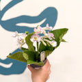 Streptocarpus ionantha 'Sweet Melys' - Welsh Grown - Sprouts of Bristol