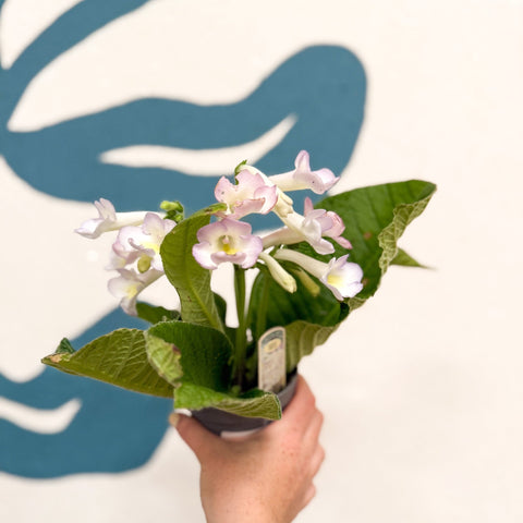 Streptocarpus ionantha 'Sweet Melys' - Welsh Grown - Sprouts of Bristol