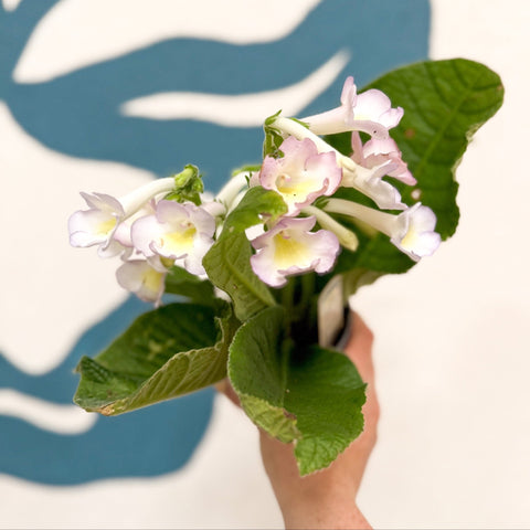 Streptocarpus ionantha 'Sweet Melys' - Welsh Grown - Sprouts of Bristol