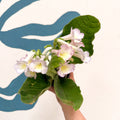 Streptocarpus ionantha 'Sweet Melys' - Welsh Grown - Sprouts of Bristol