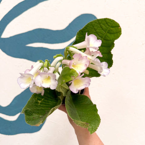 Streptocarpus ionantha 'Sweet Melys' - Welsh Grown - Sprouts of Bristol