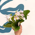 Streptocarpus ionantha 'Sweet Melys' - Welsh Grown - Sprouts of Bristol