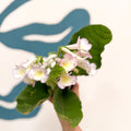 Streptocarpus ionantha 'Sweet Melys' - Welsh Grown - Sprouts of Bristol