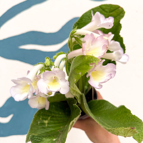 Streptocarpus ionantha 'Sweet Melys' - Welsh Grown - Sprouts of Bristol