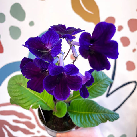 Streptocarpus ionantha 'Targa Fleischle' - Welsh Grown - Sprouts of Bristol