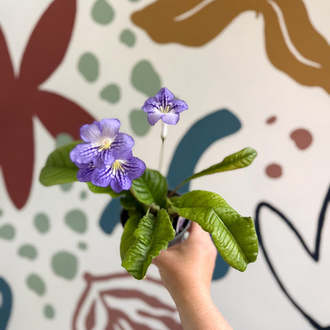 Streptocarpus ionantha 'Victoria' - Welsh Grown - Sprouts of Bristol