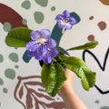 Streptocarpus ionantha 'Victoria' - Welsh Grown - Sprouts of Bristol