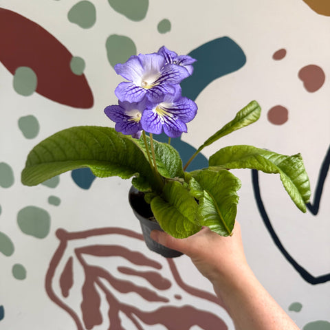 Streptocarpus ionantha 'Victoria' - Welsh Grown - Sprouts of Bristol