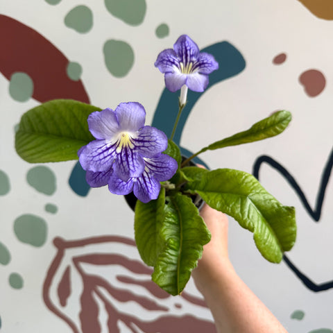 Streptocarpus ionantha 'Victoria' - Welsh Grown - Sprouts of Bristol