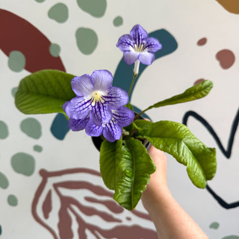 Streptocarpus ionantha 'Victoria' - Welsh Grown - Sprouts of Bristol