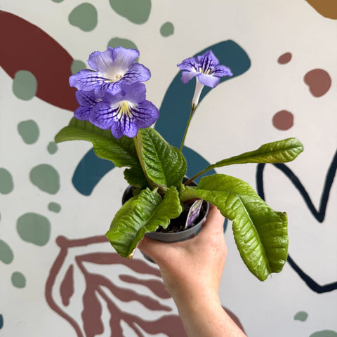 Streptocarpus ionantha 'Victoria' - Welsh Grown - Sprouts of Bristol