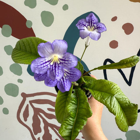 Streptocarpus ionantha 'Victoria' - Welsh Grown - Sprouts of Bristol
