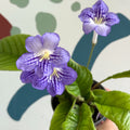 Streptocarpus ionantha 'Victoria' - Welsh Grown - Sprouts of Bristol