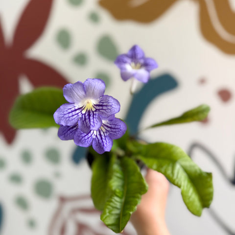 Streptocarpus ionantha 'Victoria' - Welsh Grown - Sprouts of Bristol