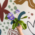 Streptocarpus ionantha 'Victoria' - Welsh Grown - Sprouts of Bristol
