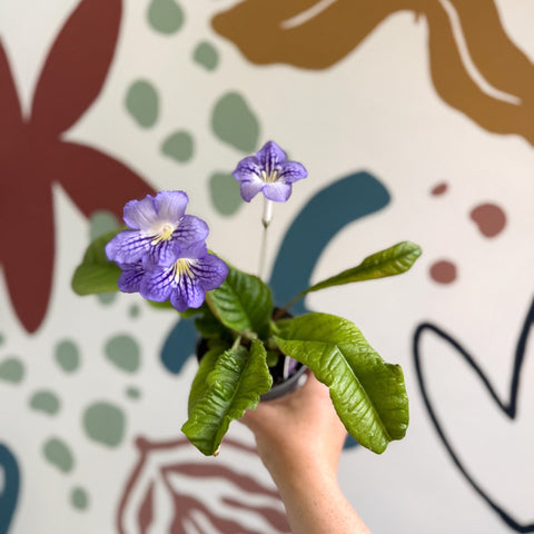 Streptocarpus ionantha 'Victoria' - Welsh Grown - Sprouts of Bristol