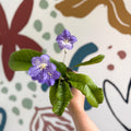 Streptocarpus ionantha 'Victoria' - Welsh Grown - Sprouts of Bristol