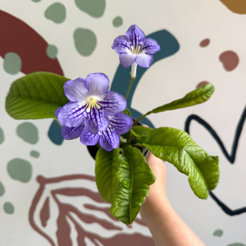 Streptocarpus ionantha 'Victoria' - Welsh Grown - Sprouts of Bristol