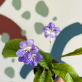 Streptocarpus ionantha 'Victoria' - Welsh Grown - Sprouts of Bristol