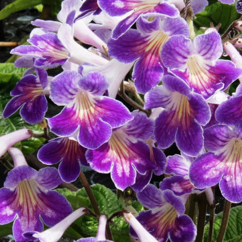 Streptocarpus ionantha 'Zoe' - Welsh Grown - Sprouts of Bristol