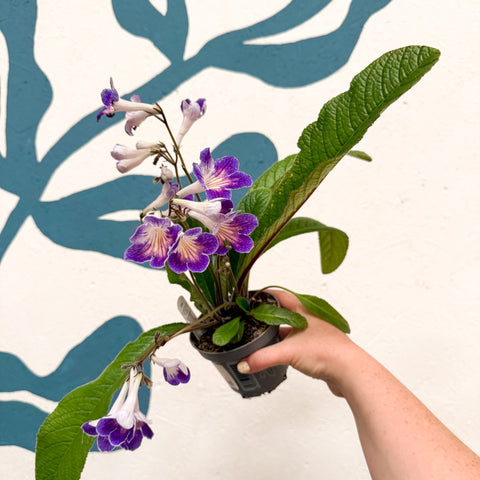 Streptocarpus ionantha 'Zoe' - Welsh Grown - Sprouts of Bristol
