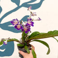 Streptocarpus ionantha 'Zoe' - Welsh Grown - Sprouts of Bristol