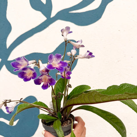 Streptocarpus ionantha 'Zoe' - Welsh Grown - Sprouts of Bristol