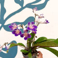 Streptocarpus ionantha 'Zoe' - Welsh Grown - Sprouts of Bristol