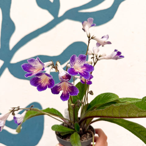 Streptocarpus ionantha 'Zoe' - Welsh Grown - Sprouts of Bristol