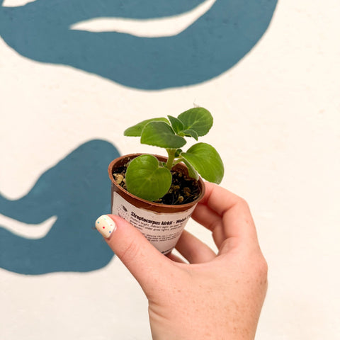 Streptocarpus kirkii - Welsh Grown - Sprouts of Bristol