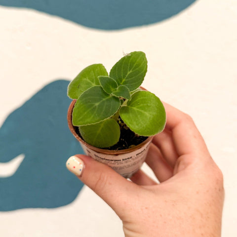 Streptocarpus kirkii - Welsh Grown - Sprouts of Bristol