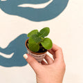 Streptocarpus kirkii - Welsh Grown - Sprouts of Bristol