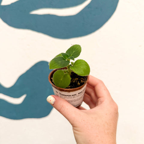 Streptocarpus kirkii - Welsh Grown - Sprouts of Bristol