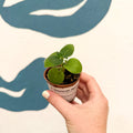 Streptocarpus kirkii - Welsh Grown - Sprouts of Bristol