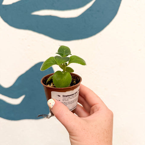 Streptocarpus kirkii - Welsh Grown - Sprouts of Bristol