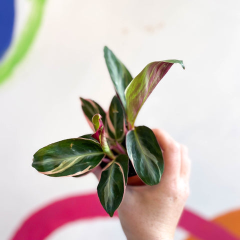 Stromanthe sanguinea 'Triostar' - Sprouts of Bristol