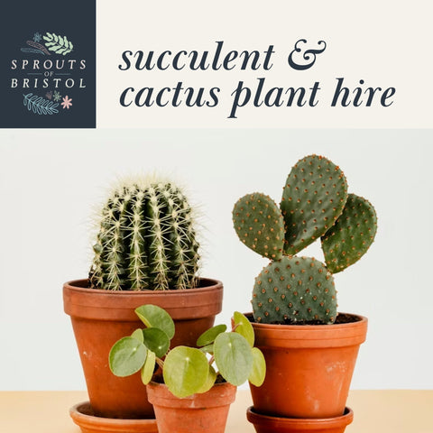 succulent plant delivery uk Succulent & Cactus Plant Hire – Quirky & Low-Maintenance – Sprouts of Bristol