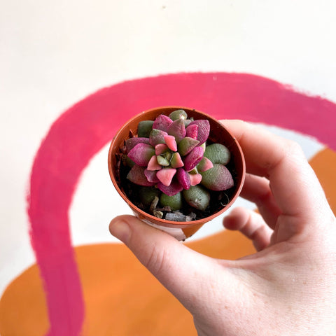 anacampseros sunrise succulent Sunrise Succulent