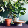 Swallow Plant Pot Companions  - Sprouts of Bristol
