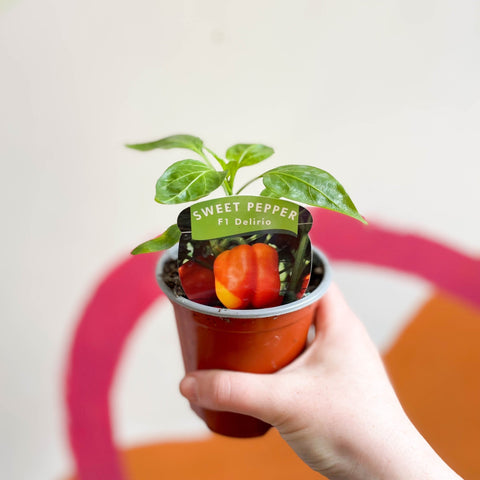 Sweet Pepper - Capsicum annuum 'Delirio' F1 - British Grown - Sprouts of Bristol
