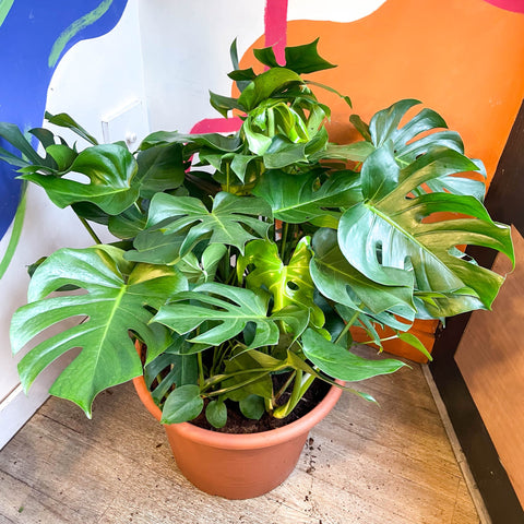 monstera queso suizo Planta de queso suizo