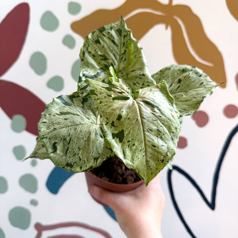 Syngonium 'Green Splash' - Sprouts of Bristol