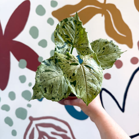 Syngonium 'Green Splash' - Sprouts of Bristol