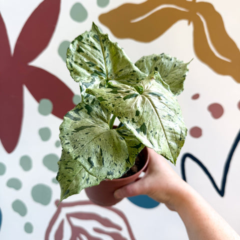 Syngonium 'Green Splash' - Sprouts of Bristol