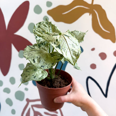 Syngonium 'Green Splash' - Sprouts of Bristol