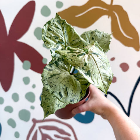 Syngonium 'Green Splash' - Sprouts of Bristol