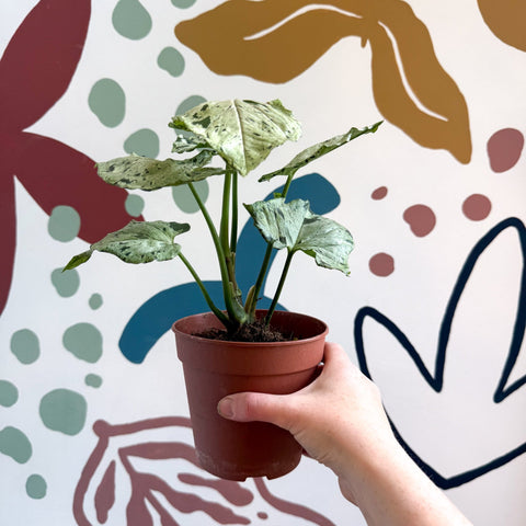 Syngonium 'Green Splash' - Sprouts of Bristol