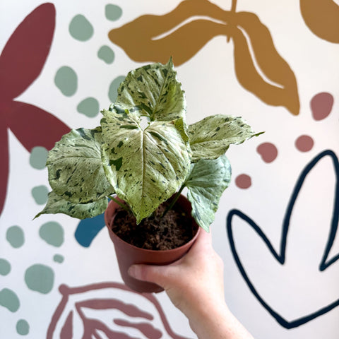 Syngonium 'Green Splash' - Sprouts of Bristol