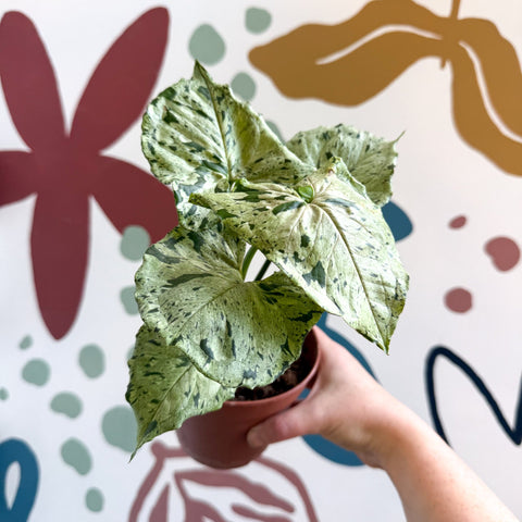 Syngonium 'Green Splash' - Sprouts of Bristol