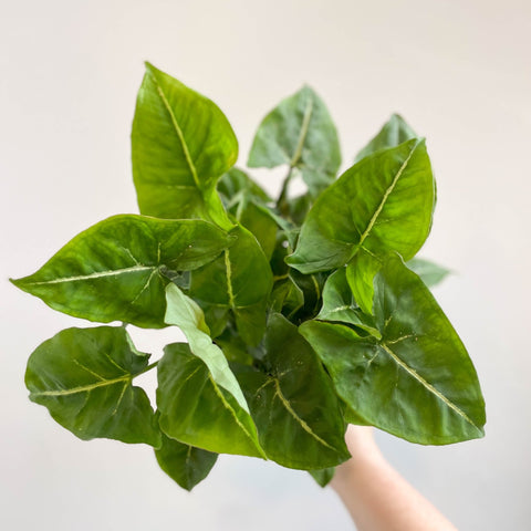 Syngonium podophyllum - Sprouts of Bristol